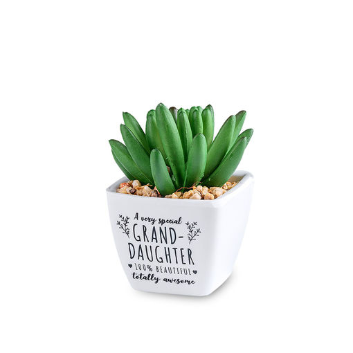 Picture of SENTIMENT SUCCULENTS GRANDDAUGHTER